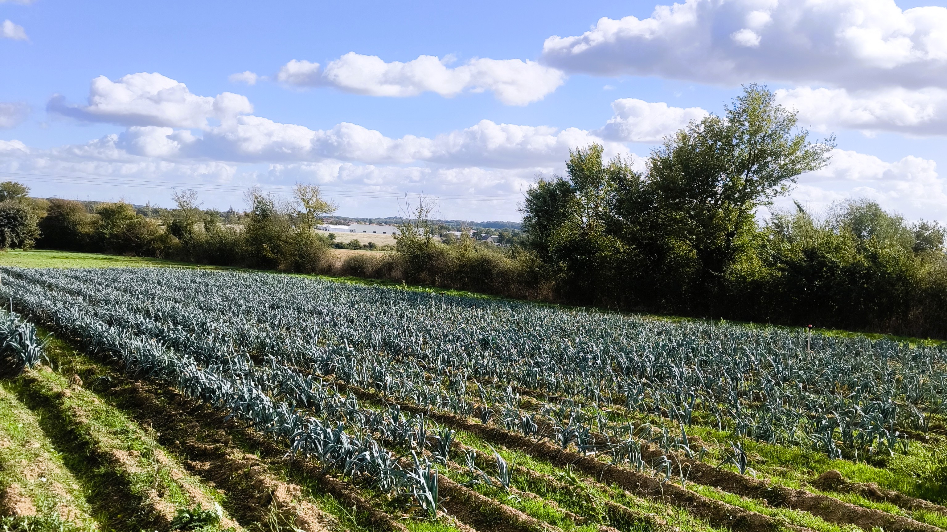 Panier de légumes de saison de l'AMAP
