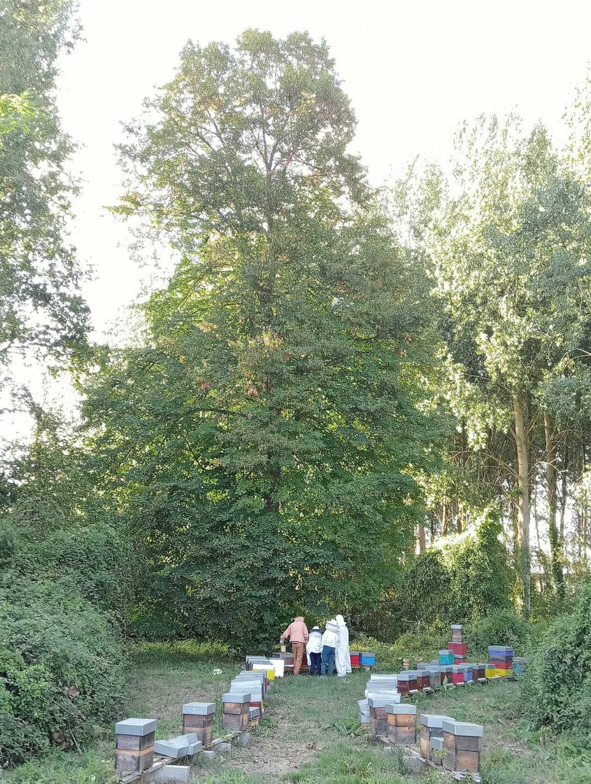 Apimiel — photo 6